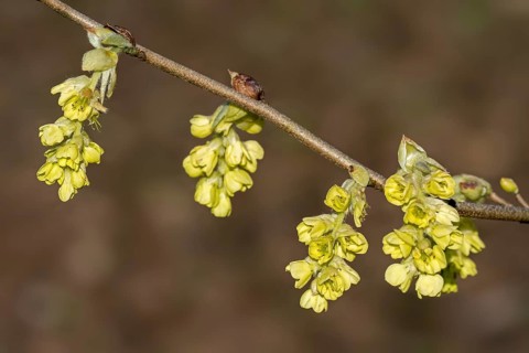 Close-up of twig with yellow flowers of blossoming