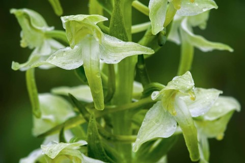 Greater butterfly-orchid