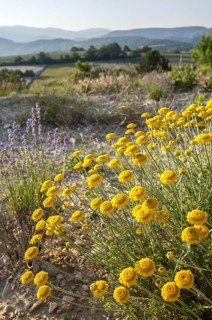 Golden marguerite