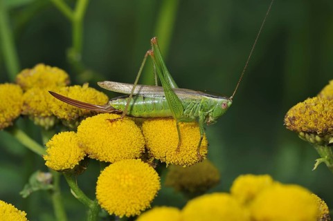 Long-winged conehead