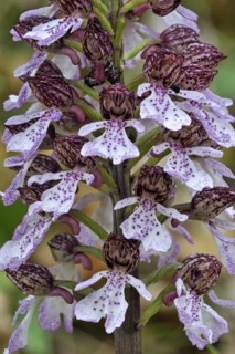 Lady orchid