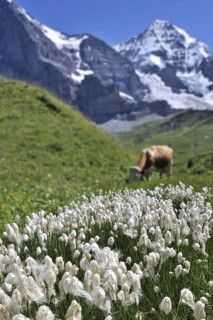Common cottongrass