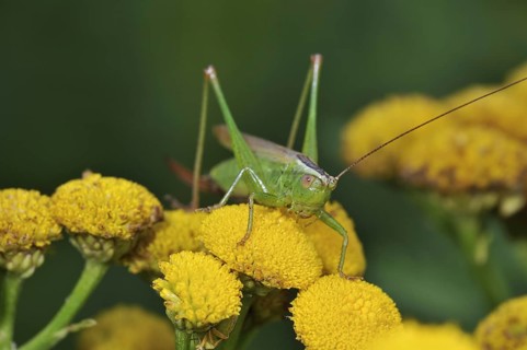 Long-winged conehead
