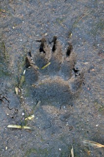 European Badger