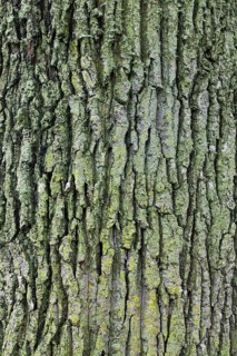 Bark of English oak