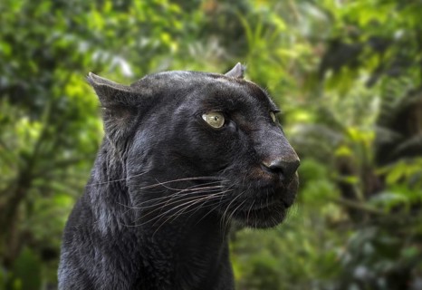 Melanistic leopard