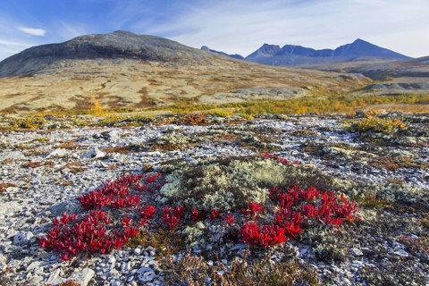 Alpine bearberry