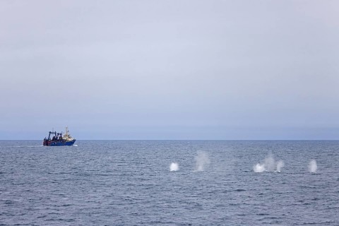 Fin whales