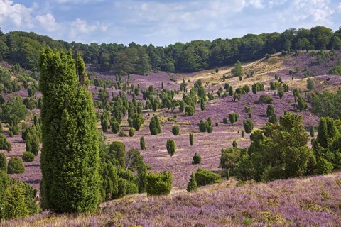 Lueneburg Heath