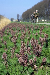 Common butterbur