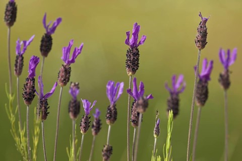 French lavender