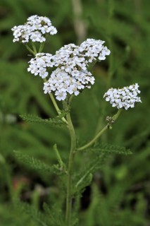 Common yarrow