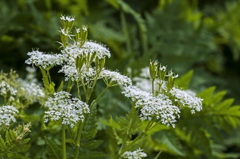 Sweet cicely