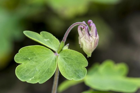 European columbine