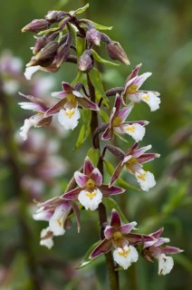 Marsh helleborine