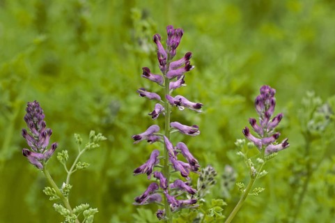 Common fumitory