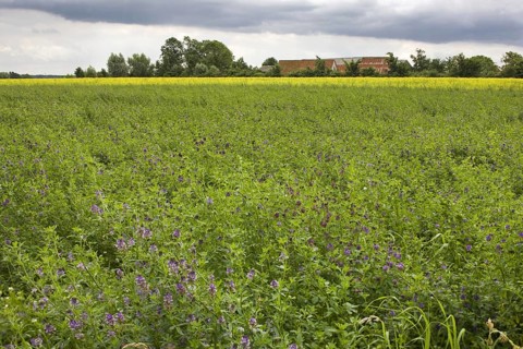 Field with alfalfa