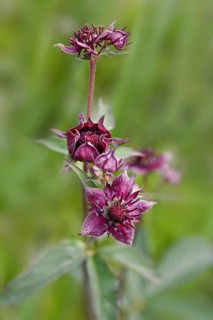 Purple Marshlocks