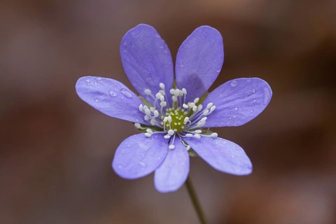 Common Hepatica