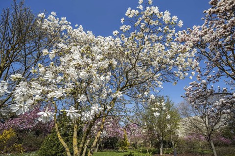 Flowering Magnolia stellata Two Stones