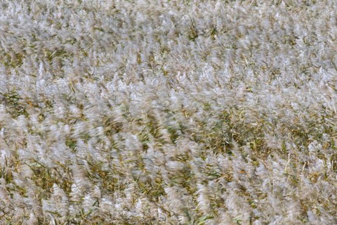Motion blurred panicles of common reed