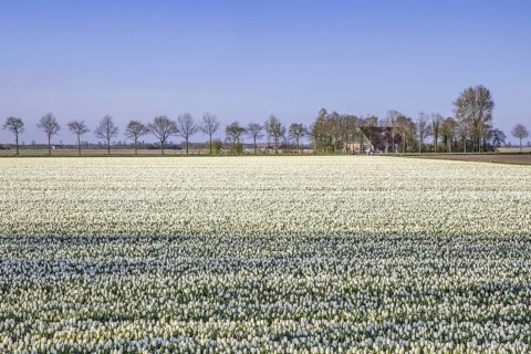 White tulips in tulip field in spring