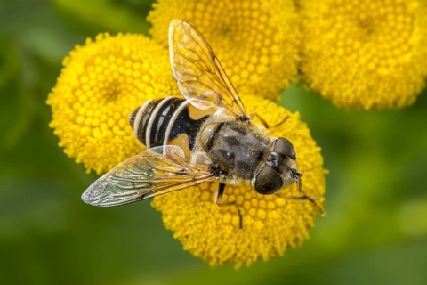 European drone fly