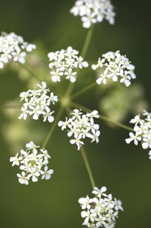 Flowers of Cow parsley