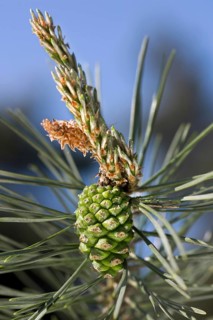 Scots Pine
