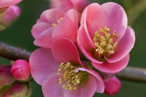 Japanese quince