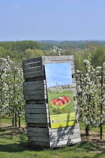Wooden crates in half-standard Jonagold apple tree