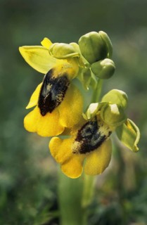 Yellow ophrys
