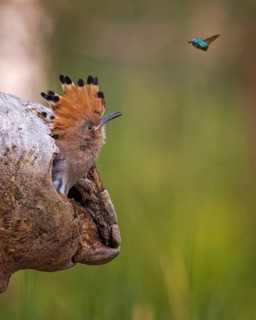 Hoopoe
