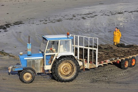 Tractor on beach returning with cartload full of cultivated oysters