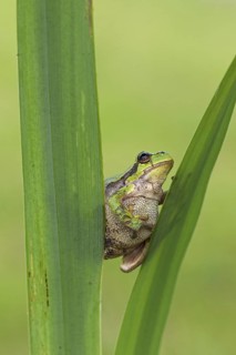 European tree frog