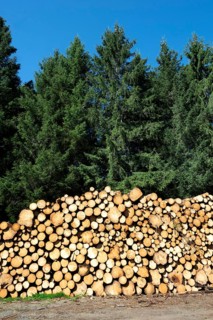 Freshly cut and stacked natura wooden logs