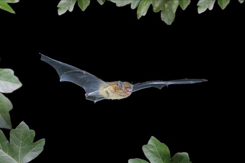 Common pipistrelle