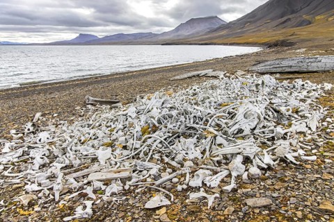 Beluga whale bones at the Bamsebu whaling station along Ingebrigtsenbukta bay shore near Kapp Toscana