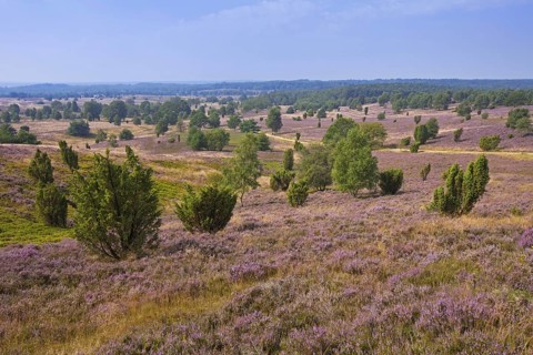 Lueneburg Heath