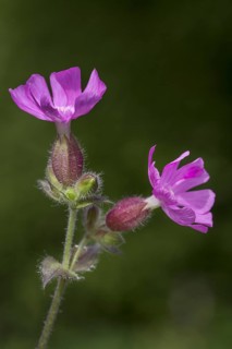 Red campion