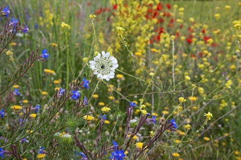 Colourful wildflowers flowering in meadow in spring