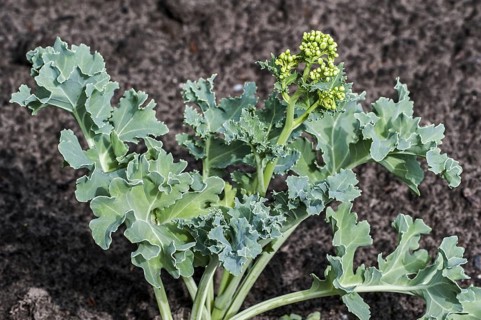 Sea kale