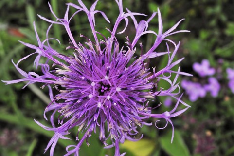 Greater knapweed