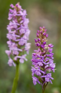 Fragrant orchids
