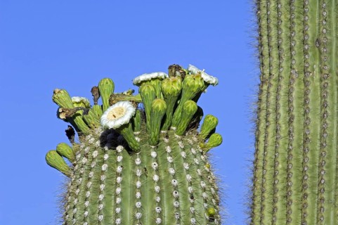 Saguaro