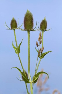 Fuller's teasel