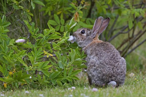 European rabbit