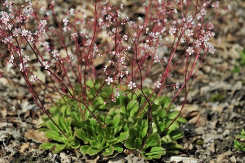 Toothed saxifrage