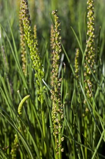 Sea arrowgrass