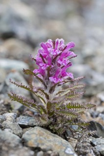 Woolly lousewort